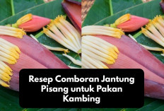 Tips Peternakan, Resep Comboran Jantung Pisang untuk Pakan Kambing, Solusi Alternatif Bagi Peternak Pemula