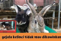 Info Rabbit, 5 Faktor Penyebab Kelinci Betina Susah Birahi, Bunny Lovers Wajib Kenali Gejala Berikut Ini