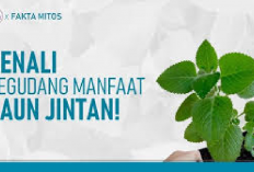 5 Manfaat Tanaman Bangun-bangun untuk Kesehatan yang Jarang Diketahui, Bunda Wajib Punya Dirumah Nih!