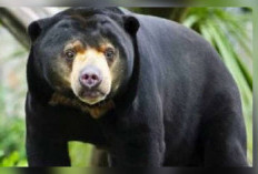 13 Orang Tewas Akibat Serangan Beruang yang Masuk Mal di Jepang, Kronologi Lengkap dan Respons Cepat Polisi