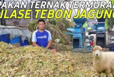 7 Cara Membuat Pakan Ternak Silase Termurah yang Berbahan Baku Tebon Jagung, Begini Tipsnya Cekidot!