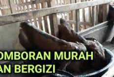 Info Ternak, Peternak Harus Tau Resep Comboran Kambing yang Murah dan Bergizi, Kuy Cobain Jamin Berkualitas!