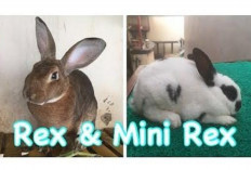 Info Rabbit, Inilah Perbedaan Kelinci Rex dan Mini Rex, Serupa Tapi Tak Sama, Awas Tertipu Peternak Nakal!