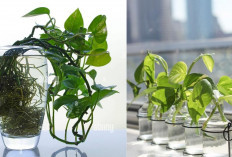 Ruangan Sempit? 5 Tanaman Hidroponik Ini Bikin Interior Jadi Instagramable!