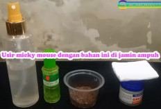 Tips Ampuh Mengusir Tikus dari Rumah dengan Metode Alami yang Efektif