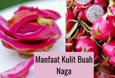 Menakjubkan! 5 Manfaat Kulit Buah Naga Bagi Kesehatan, Salah Satunya Dapat Mencegah Masalah Pencernaan Loh…