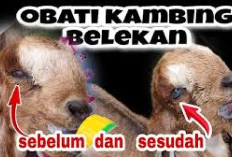 Info Ternak, 5 Cara Mengobati Cempe Belekan Paling Ampuh, Jamin Langsung Sembuh! Tips Bagi Peternak Pemula