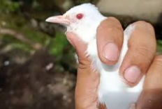 Kicau Mania Udah Tau Belum 6 Jenis Burung Kutilang Langka yang Jarang Diketahui, Tertarik Adopsi?