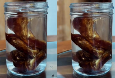 5 Manfaat Rendaman Kurma Rahasia Sehat Nabi yang Wajib Kamu Tahu! Dari Energi Alami Hingga Tulang Kuat