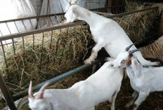 Wajib Tau! Masalah dan Kendala Saat Ternak Kambing Perah yang Sering Ditemui Serta Penanganannya, Apa Aja?