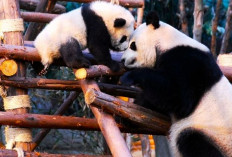 6 Fakta Unik Mengapa Bayi Panda Harus Dipisahkan dari Induknya Saat Baru Dilahirkan!