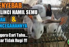 Info Rabbit, Faktor Penyebab Kelinci Hamil Semu dan Cara Pencegahannya, Bunny Lovers Cek Disini Cekidot!