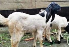 Ternak Kambing Etawa Mempunyai Prospek yang Sangat Menjanjikan, Tertarik Mencoba? Cek Selengkapnya Kuy