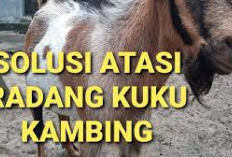 Jamin Manjur! 7 Cara Mengatasi Kambing Sakit Radang Kuku, Para Peternak Wajib Cobain Tips Berikut Ini Cekidot