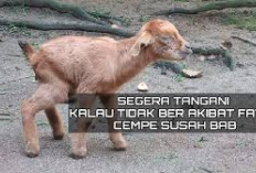 6 Cara Ampuh untuk Mengatasi Sembelit Pada Cempe, Peternak Kambing Wajib Tau! No 1 Paling Utama