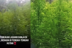Gagal Panen! Personel TNI-Polri Temukan Ladang Ganja di Hutan Sibuaten Karo, 400 Batang Tanaman Dimusnahkan