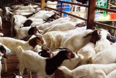 Ternak Kambing Ala Milenial: Membangun Usaha yang Menguntungkan dengan Cara Simple, Tertarik Mencoba?