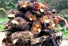 Harga Sawit Sumatera Meroket! Petani di Riau dan Sumsel Mulai Bernapas Lega