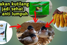 4 Tips Perawatan Burung Kutilang yang Tidak Mau Makan, Nomor 3 Wajib Kicau Mania Lakukan, Kenapa?