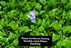 Resep Comboran Enceng Gondok untuk Pakan Kambing yang Mudah Dibuat dan Hemat Biaya, Kuy Bikin Dikandang!