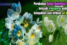 Fakta dan Unik Bunga Diphylleia Grayi, yang Dijuluki dengan 'Bunga Kerangka' Transparan saat Kena Air Hujan