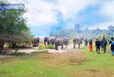 Populasinya Terus Terdesak, Ini Upaya Penangkaran Gajah Sumatera di Bengkulu