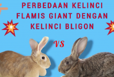 Awas Tertipu! Perbedaan Kelinci Flemish Giant Dengan Bligon yang Bikin Pembeli Suka Salah Paham,Kenapa?