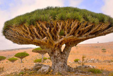 Wow, Pohon di Kepulauan Socotra Ini Mengeluarkan 'Darah' Kok Bisa? Begini Penjelasannya!