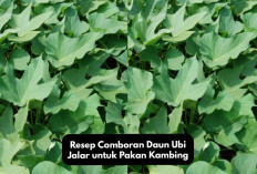 Rekomendasi Resep Comboran Daun Ubi Jalar untuk Pakan Kambing Solusi Inovatif Menekan Biaya Ternak Bagi Pemula