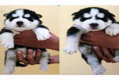 7 Cara Membedakan Anjing Siberian Husky Jantan dan Betina, Owner Jangan Sampai Keliru! Berikut Tipsnya...