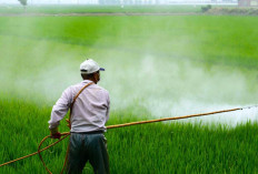 4 Dampak Negatif Penggunaan Pestisida Tanaman, Berikut Tantangan dan Solusinya, Simak Disini!