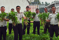 Panen Kangkung 72,2 Kilogram, Rutan Kelas I Palembang Dukung Ketahanan Pangan Nasional