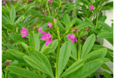 12 Manfaat Daun Ginseng Jawa: Herbal Lokal yang Diam-Diam Punya Khasiat Besar