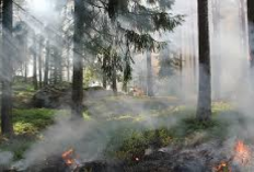 Si Jago Merah Mengamuk! 350 Hektare Lahan di Hutan Taman Nasional Way Kambas Lampung Timur Hangus Terbakar