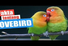 8 Fakta Unik Dari Burung Lovebird yang Jarang di Ketahui, Lambang Cinta Benarkah?