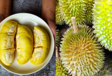 Semarak Musim Duren, Ini Dia Tips dan Trik Memilih Durian Biar Gak Rugi atau Ditipu Penjual!