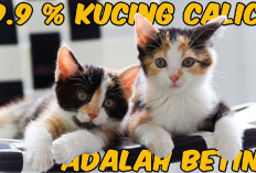4 Fakta Unik Kucing Calico yang Mimiliki Pola Warna Bulu Khas, Yakin Gak Mau Pelihara?