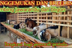 6 Tips Cara Penggemukan Kambing Bligon dan Jawarandu, Peternak Wajib Tau Nih! No 2 Paling Utama Lakukan