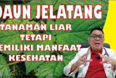 7 Manfaat Daun Jelatang Bagi Kesehatan yang Jarang Diketahui, Apa Aja Ya? Cekidot!