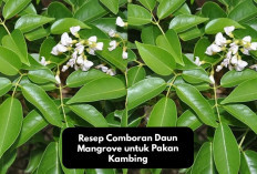 Peternak Milenial Wajib Liat Resep Comboran Daun Mangrove untuk Pakan Kambing, Tips Alternatif Bagi Pemula