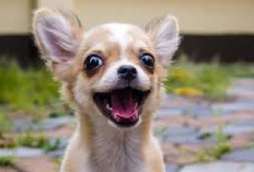 6 Fakta Menarik Chihuahua yang Jarang Diketahui, Salah Satunya Ras Anjing Tertua di Dunia Benarkah?