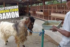 Peternak Wajib Tau! Resep Comboran untuk Kambing Etawa Ramon Jamin Bikin Gemuk dan Sehat, Kuy Cobain