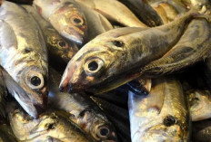 6 Jenis Ikan yang Mengandung Vitamin D, Cegah Kanker dan Jaga Kesehatan Tulang