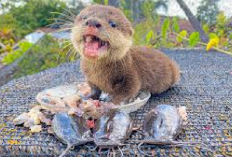 5 Manfaat Baby Otter Makan Lele, Tips Sehat Bagi Si Berang-Berang Air yang Lucu dan Menggemaskan