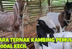 6 Cara Ternak Kambing untuk Pemula Dengan Modal Kecil, Jamin 100 Persen Pasti Untung! Tertarik Mencoba?