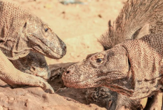 Kenapa Komodo di Juluki Sebagai Salah Satu Reptil Terbesar? Ini Ternyata 5 Faktanya
