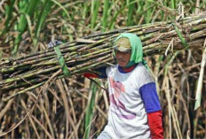 Tata Niaga Gula Amburadul, Petani Tebu Tercekik! DPR Desak Pemerintah Bangun Skema Baru