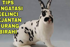 Info Rabbit, 5 Penyebab Kelinci Pejantan Sulit Birahi dan Cara Mengatasinya, Apa Aja Ya? Bunny Lovers Cek Sini