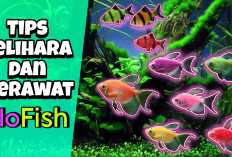 Kamu Harus Tau Nih! 7 Tips Cara Merawat Ikan Glofish Agar Berumur Panjang, Apa Aja?