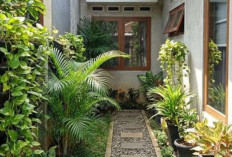 5 Rekomendasi Tanaman untuk Taman Minimalis, Nomor 5 Bisa Usir Nyamuk Alami!